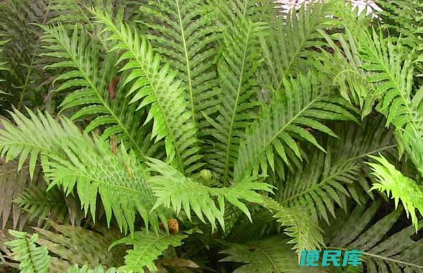 蜈蚣草水草怎么养