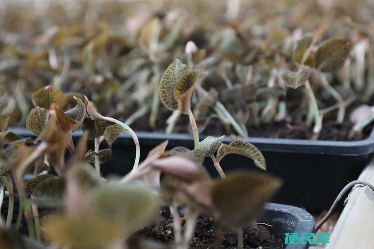 金线莲种植需要什么条件（什么条件才能种植好金线莲）