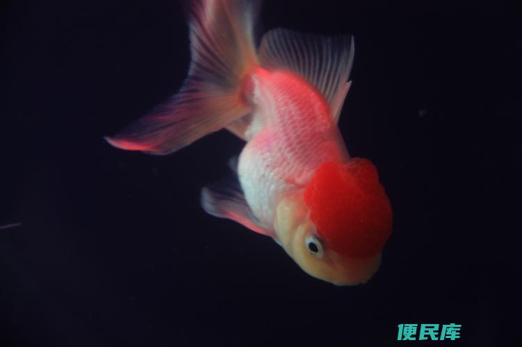 金鱼的寿命一般多少年（金鱼的平均寿命是多少年）
