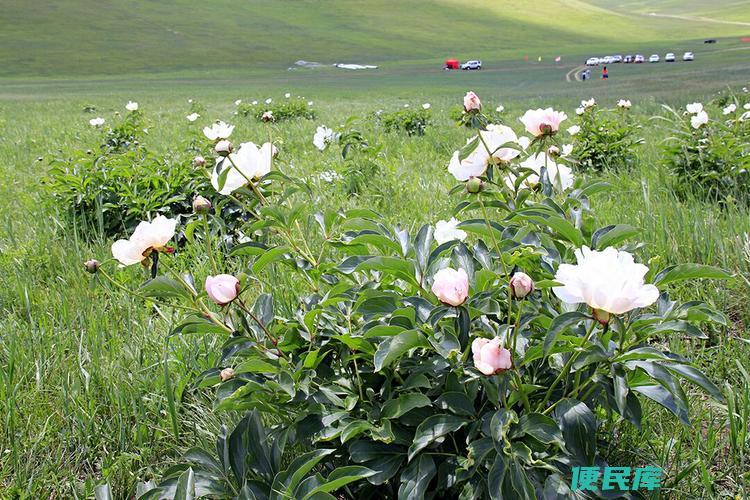 那种植物是先开花后长叶子