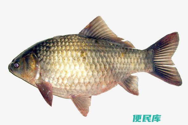 鱼吃什么食物家里食物（鱼类适宜食用哪些家庭食物 ）