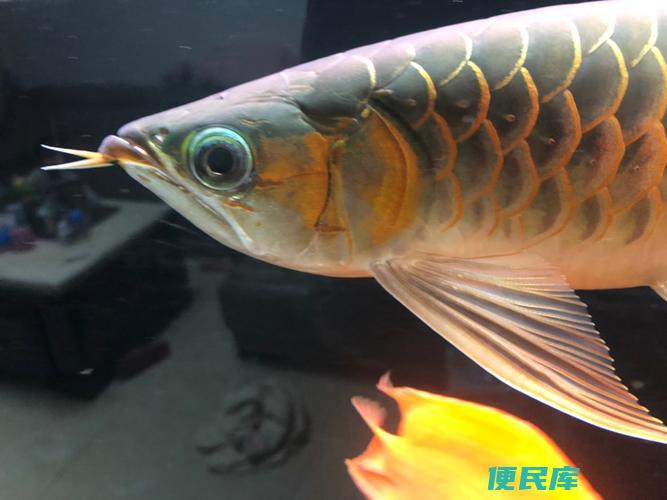 鱼的眼睛上面有一层白膜是怎么回事（鱼眼上的白膜是什么原因）