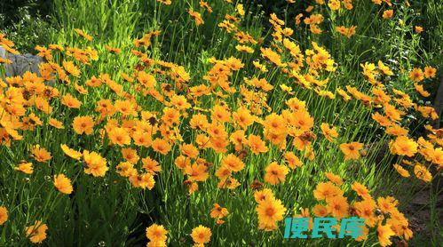 金鸡菊种子的种植方法和时间（种植金鸡菊要注意什么）