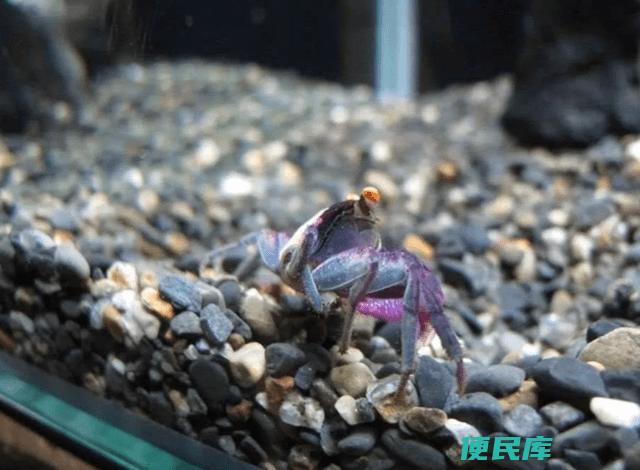 辣椒蟹30cm水深能养活吗（是否可以将辣椒蟹放在30cm水深的环境中存活）