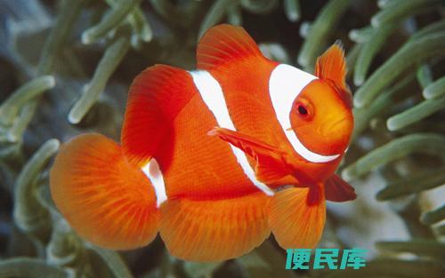 鱼为什么生活在水里（为什么鱼类选择在水中生活 ）