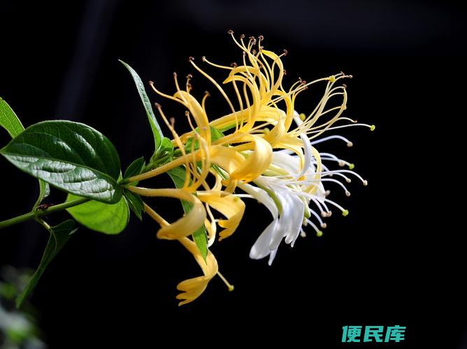 金银花采摘的最佳时间（金银花最佳采摘时间点）