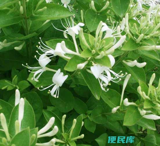金银花的采摘和晾晒方法（金银花的采摘与干燥处理方法）