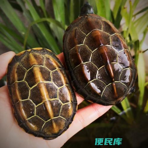 金线草龟的养殖技巧与方法（如何养殖金线草龟的技巧和方法）