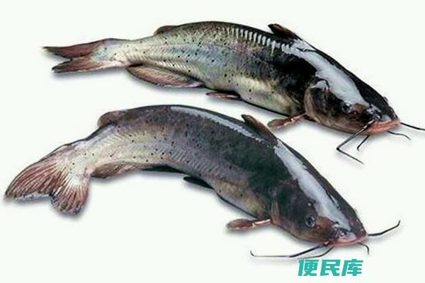 鮰鱼与鲶鱼的区别（鮰鱼和鲶鱼有何不同）