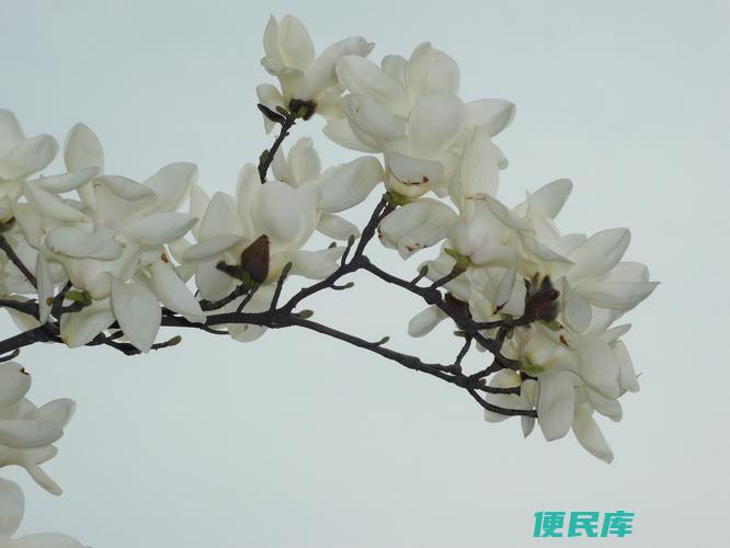 通常在春季开花的植物（春季常见的开花植物）