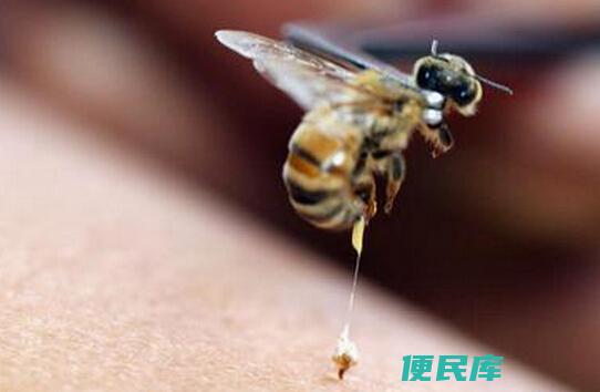 如何判断蜂针是否在体内（如何确定蜂针是否被蜇入皮肤）