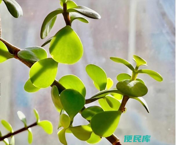 金枝玉叶花怎么养才能养好（怎样养好金枝玉叶花）