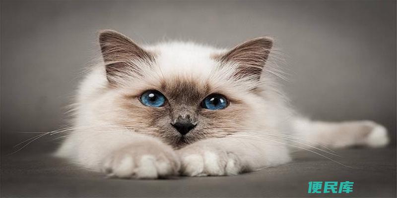 家里养几只猫最吉利（关于家中养猫的最佳数量解析）