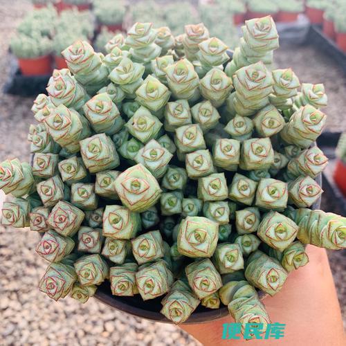 钱串串绿植的养护方法（养护钱串串绿植要注意哪些）