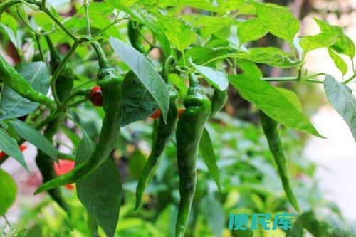 辣椒适宜的播种时间是哪个月份（辣椒最佳的播种时间是哪个月份）