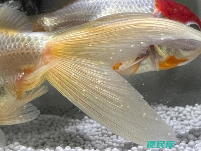金鱼尾巴有白点怎么办（金鱼尾巴出现白点的处理方法）