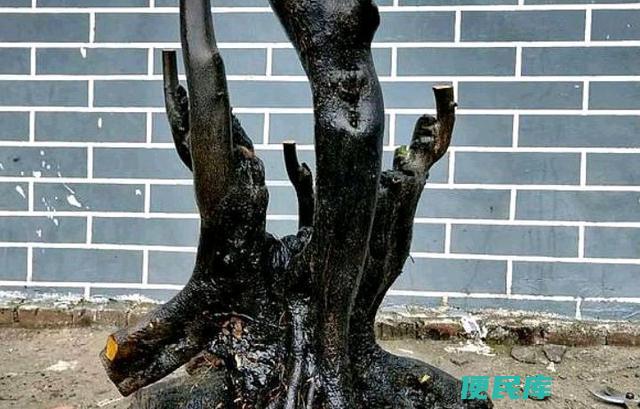 金弹子生桩怎么种成活率高（金弹子生桩怎么种成活率高些）