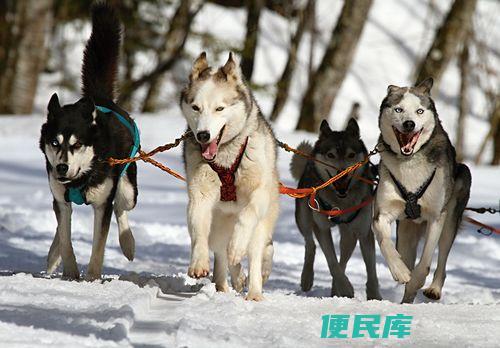 拉雪橇的狗是什么狗（介绍适合拉雪橇运动的狗狗品种）