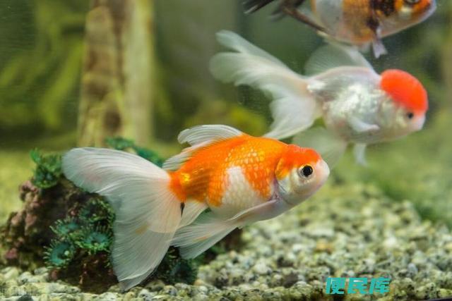 金鱼可以吃米饭吗（金鱼是否可以食用米饭）