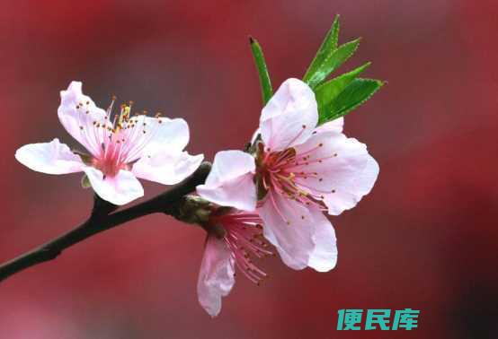 放桃花的禁忌与忌讳（摆放桃花时需要注意的禁忌和忌讳）