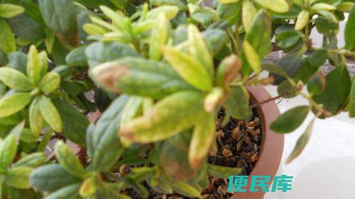 杜鹃花叶子发黄干枯的处理（杜鹃花叶子发黄干枯如何处理）