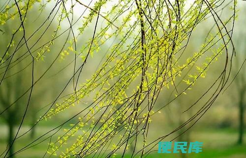 柳树的开花季节（柳树一般在哪个季节开花）