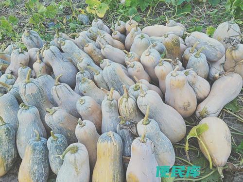 蜜本南瓜一亩种多少株（种植蜜本南瓜的亩产种植密度）
