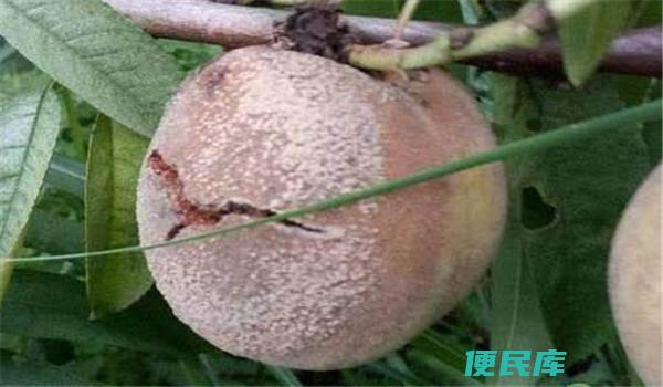 桃树成熟期如何防治烂果（预防桃子成熟期腐烂的方法）