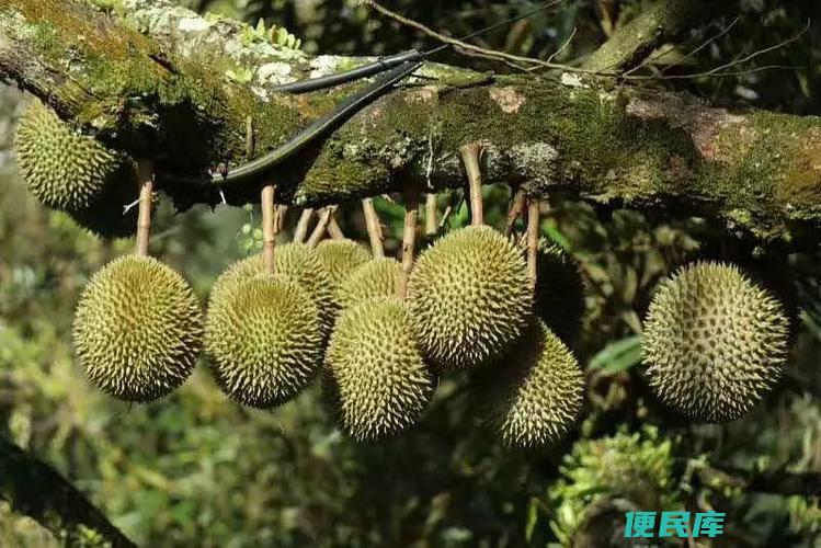 榴莲的产地分布在哪里（榴莲在我国的主要产地在哪里）