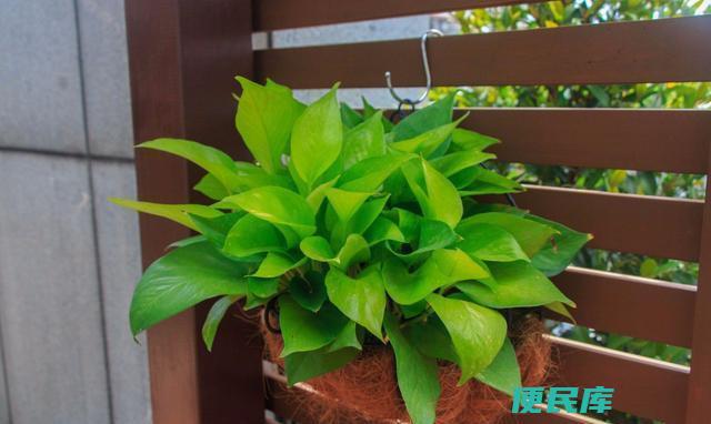 植物忌讳接受哪种光线（植物生长中不喜欢的光线类型）
