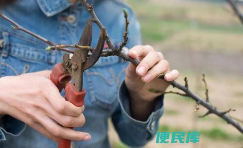 梨树的冬季修剪方法（如何进行梨树的冬季修剪）