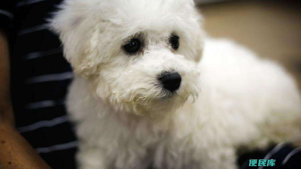 比熊多大能开始懂话（比熊犬开始理解语言的阶段）