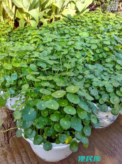 金钱草怎么养殖方法和注意事项（养殖金钱草的方法及注意）