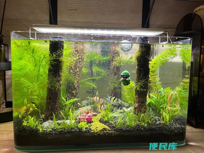 水草缸最佳过滤器推荐（适合水草缸的过滤器）