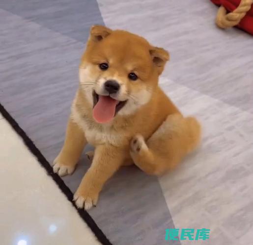 柴犬幼犬价格多少（购买柴犬幼犬的价格是多少）