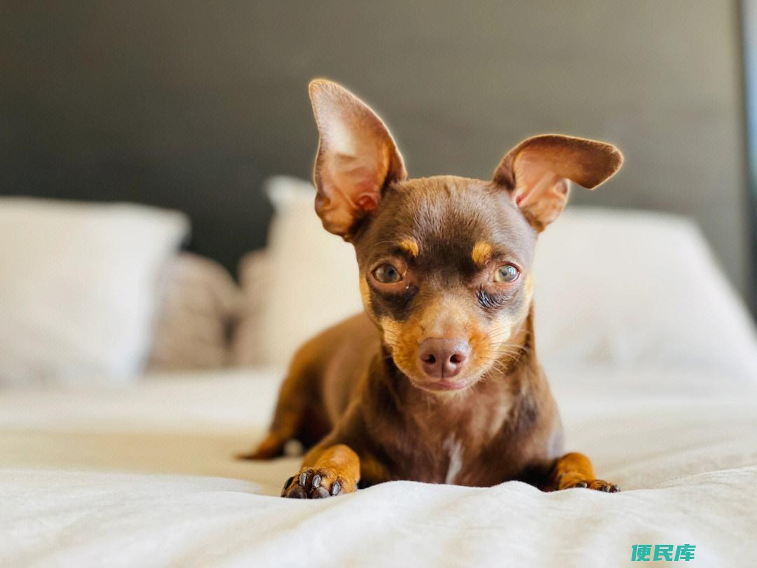 正宗小鹿犬价格（正宗小鹿犬的一般售价）