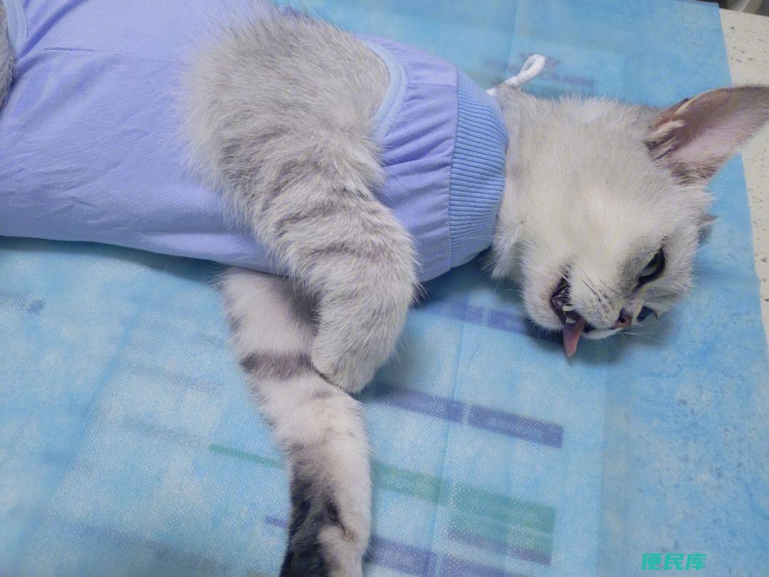 母猫绝育后疼痛维持多久（母猫绝育后的疼痛持续时间）