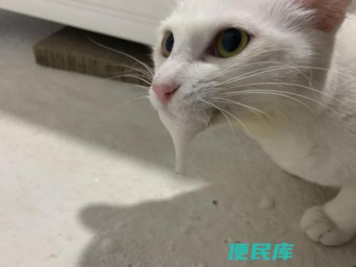 猫吐白色黏液或泡沫该怎么治（猫吐出白色黏液或泡沫时应如何处理）