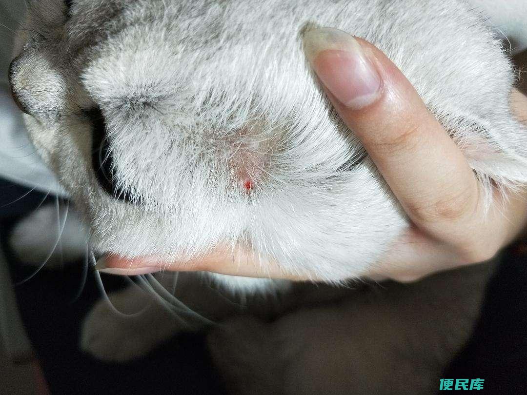 猫藓只发生过一次会一直得吗（患过一次猫藓会终身患病吗）