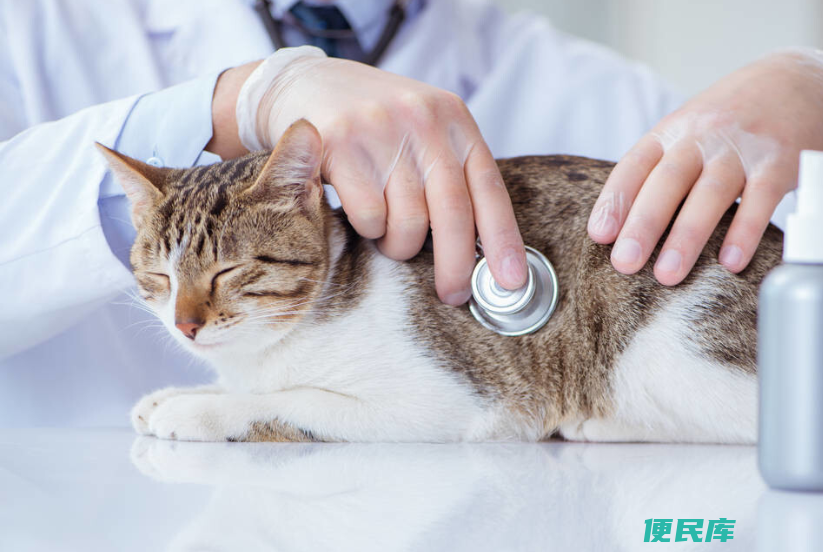 猫拉血是什么原因导致的（导致猫出现排血的原因是什么）