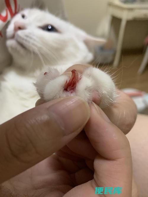 猫咪指甲整个掉了怎么办（猫咪指甲完全脱落时的处理方法）