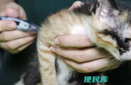 猫鼻支发病到死亡大约几天（猫鼻支发病至死亡需要多少天）