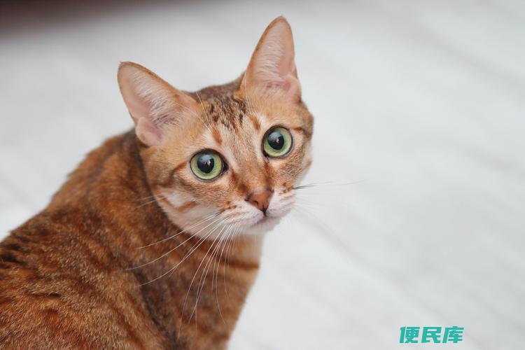 田园猫价格一般（田园猫的市场价格）