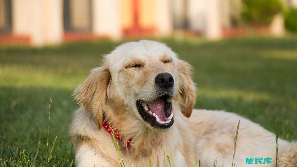 金毛犬幼崽多少钱一只（了解金毛犬幼崽的市场价格）