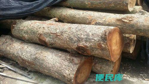 金丝楠原木多少钱一吨（金丝楠原木价格查询）