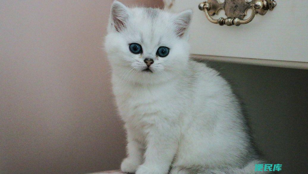 金渐层是什么品种猫 (金渐层猫的品种)