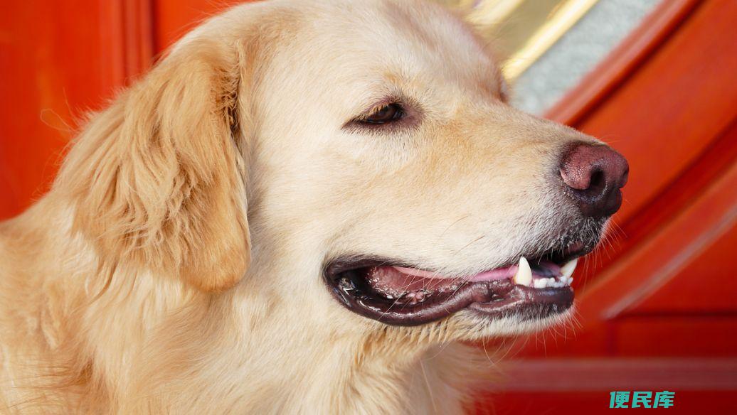 金毛价格解析（金毛犬一只多少钱）