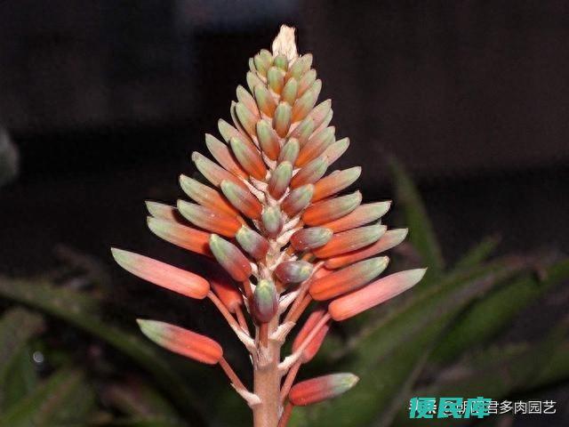 芦荟开花是吉是凶（芦荟怎么养才能够顺利的开花呢）