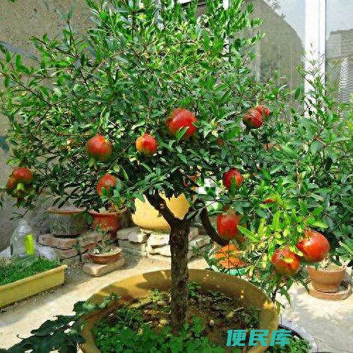 石榴树最好的风水位置（为什么强调院子东边栽种石榴树好）
