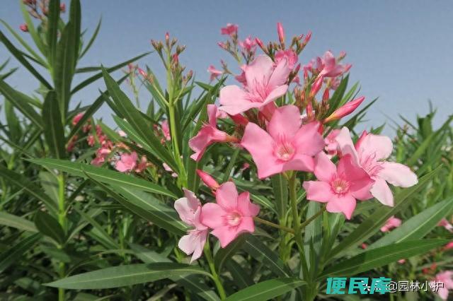 夹竹桃的花语和传说（夹竹桃是一种什么植物有毒吗）